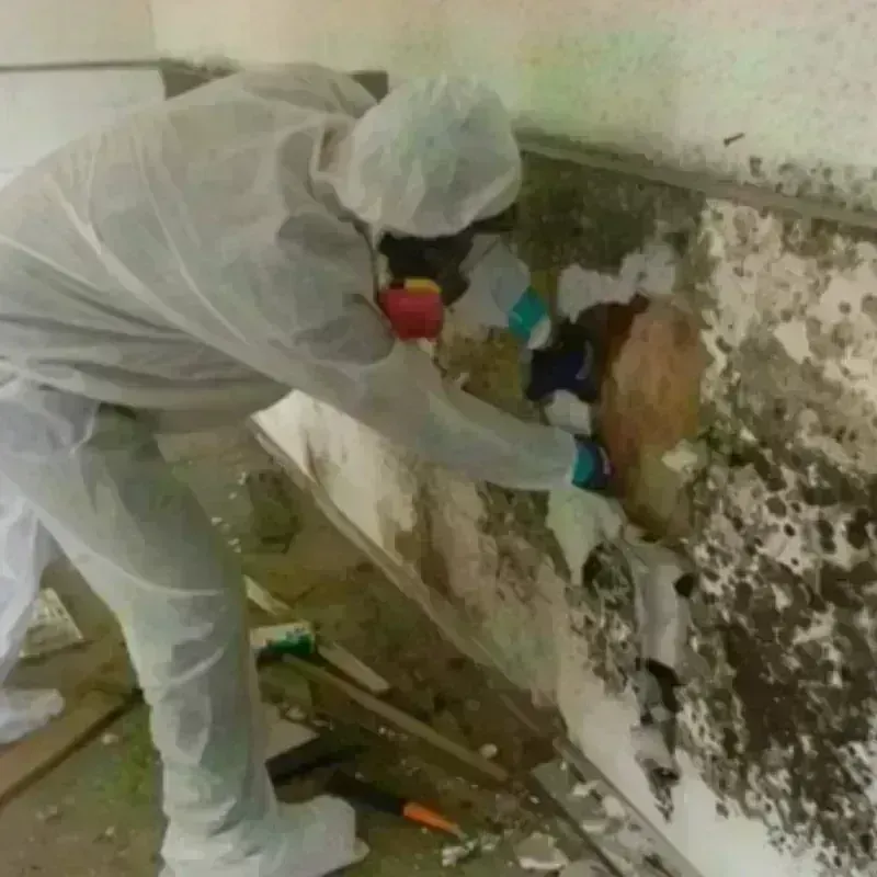 Mold Remediation and Removal in Treasure Lake, PA